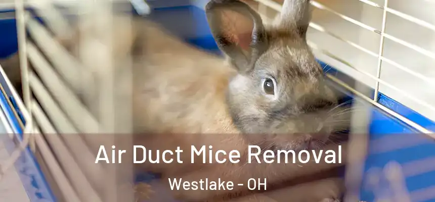  Air Duct Mice Removal Westlake - OH